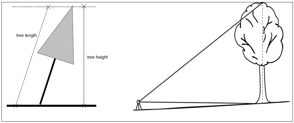 Height