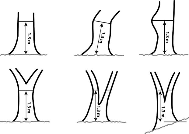 DBH at different tree forms
